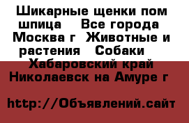 Шикарные щенки пом шпица  - Все города, Москва г. Животные и растения » Собаки   . Хабаровский край,Николаевск-на-Амуре г.